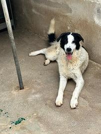 Oreo cucciolo taglia medio grande