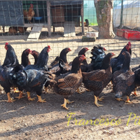 Cornish (combattente indiano)