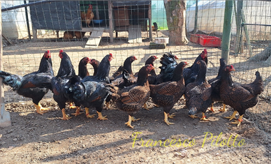 Cornish (combattente indiano)