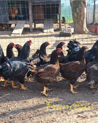 Cornish (combattente indiano)