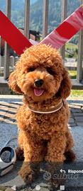 Barboncino Fulvo con Pedigree per accoppiamento
