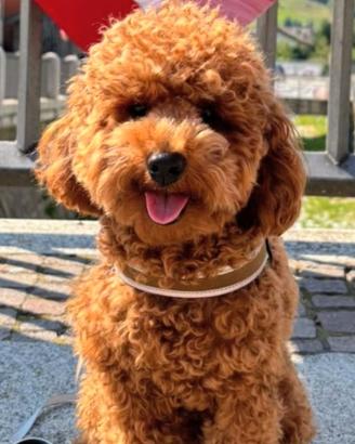 Barboncino Fulvo con Pedigree per accoppiamento