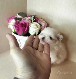 CUCCIOLI Volpino pomerania TOY bianco