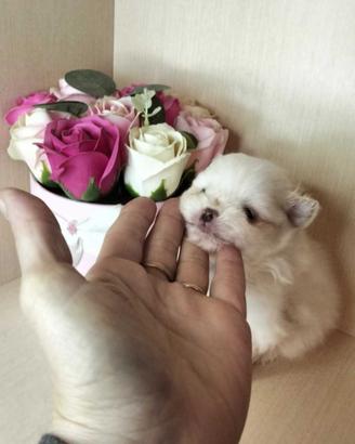 CUCCIOLI Volpino pomerania TOY bianco