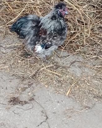 Gallo moroseta nero