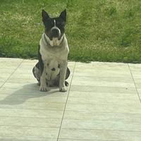 Accoppiamento AMSTAFF