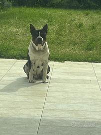 Accoppiamento AMSTAFF