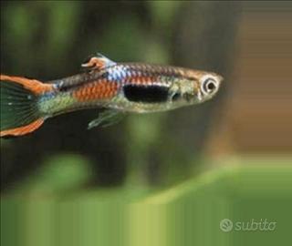 Endler