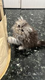 Gatti persiani cuccioli