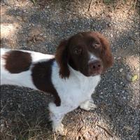 Springer spaniel inglese