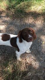 Springer spaniel inglese