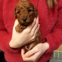 Ultimo cucciolo maschio barboncino nano red