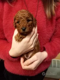 Ultimo cucciolo maschio barboncino nano red