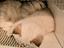 Immagine 6