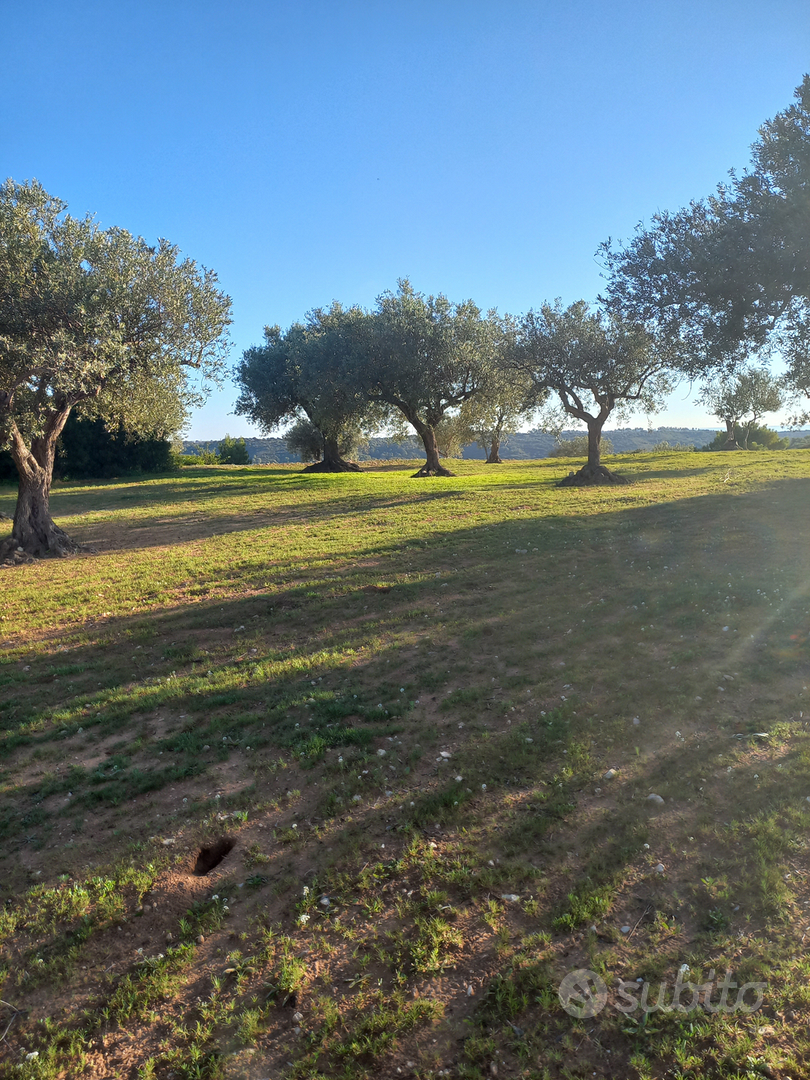 Terreno con uliveto - Vista 5