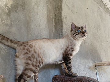 Bengala per riproduzione