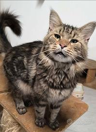 Maine coon adulto