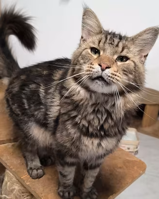 Maine coon adulto