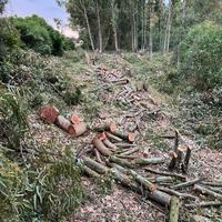 Legna fresca eucaliptus