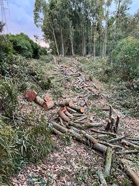 Legna fresca eucaliptus