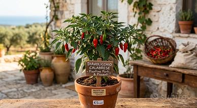 diavolicchio calabrese