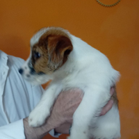 Jack russel terrier