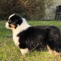 Australian Shepherd Cuccioli pastore australiano