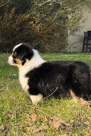 Australian Shepherd Cuccioli pastore australiano