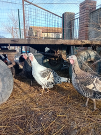 Tacchine leggere da cova