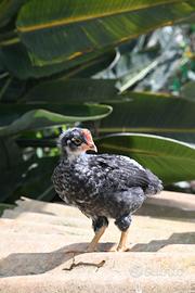 Pulcini maschi di 1 mese