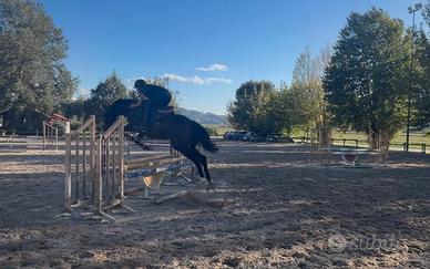 Cavallo da salto