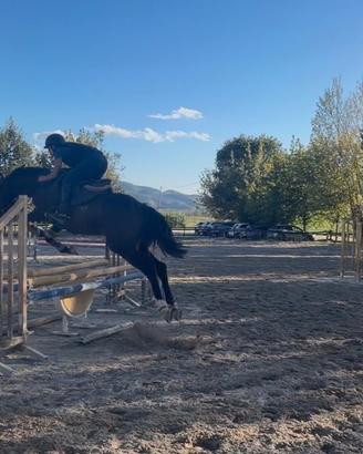 Cavallo da salto