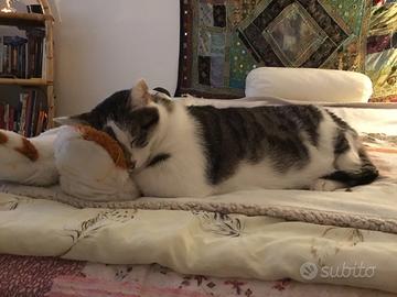 Appartamento/casetta