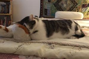 Appartamento/casetta