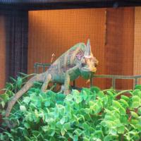 Camaleonte Calyptratus maschio con terrario