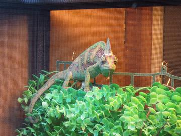 Camaleonte Calyptratus maschio con terrario