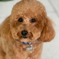 Barboncino per monta