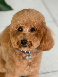 Barboncino per monta