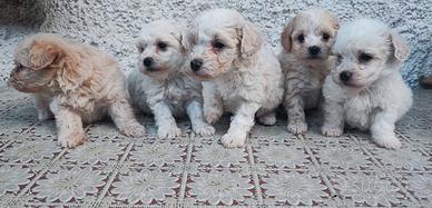 Maltipoo Cuccioli