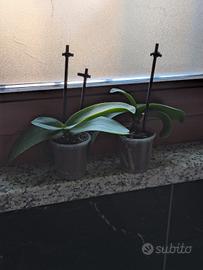 orchidee 
