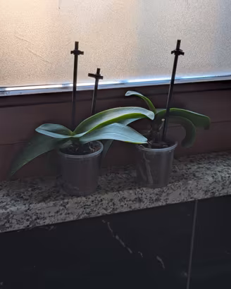 orchidee 