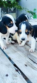 cuccioli di beagle
