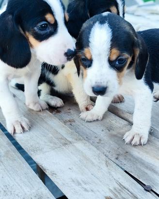 cuccioli di beagle