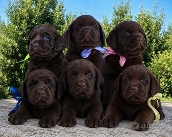 Labrador chocolate con pedigree altissima genealog