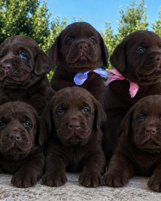 Labrador chocolate con pedigree altissima genealog