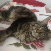 2 Maine Coon femminucce Torino