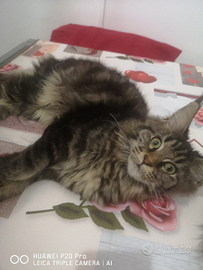 2 Maine Coon femminucce Torino