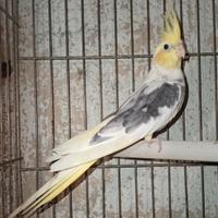 calopsite faccia pastello