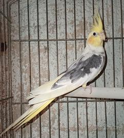 calopsite faccia pastello