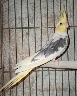 calopsite faccia pastello